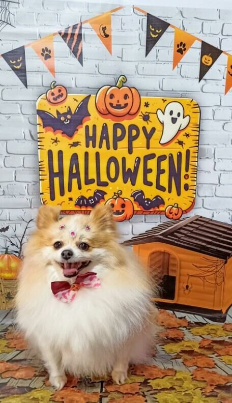 Imagem de compartilhamento para o artigo Chiktosa lança promoção especial de Halloween com 10% de desconto em todos os procedimentos para seu pet em Costa Rica da MS Todo dia